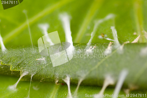 Image of Encapsulated