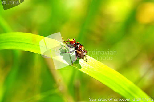 Image of Fly