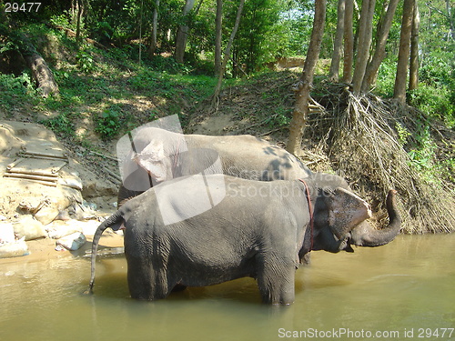 Image of Two asian elephants