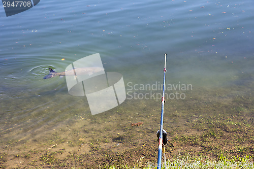 Image of Fishing in a lake 