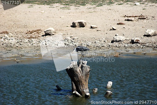 Image of bird heron