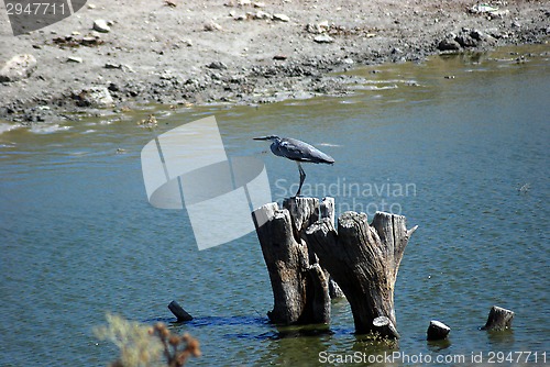 Image of bird heron