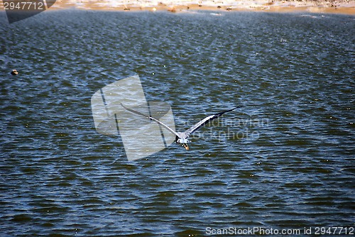 Image of bird heron