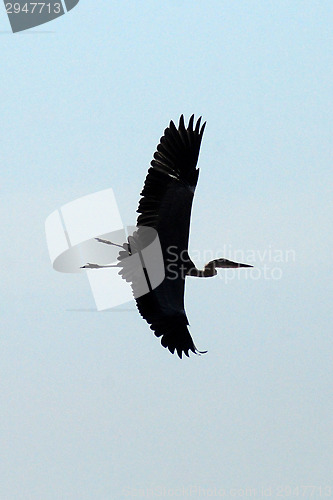 Image of bird heron