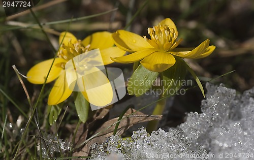 Image of winter aconites