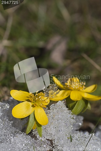 Image of winter aconites