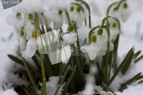 Image of snowdrops in snow