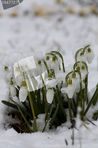 Image of snowdrops in snow