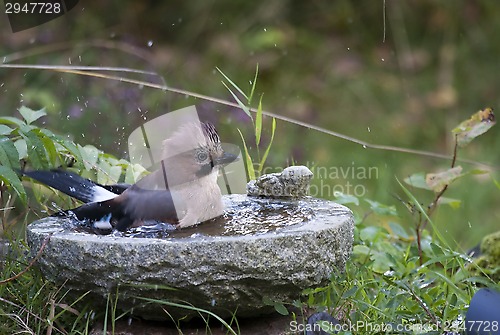 Image of taking a bath