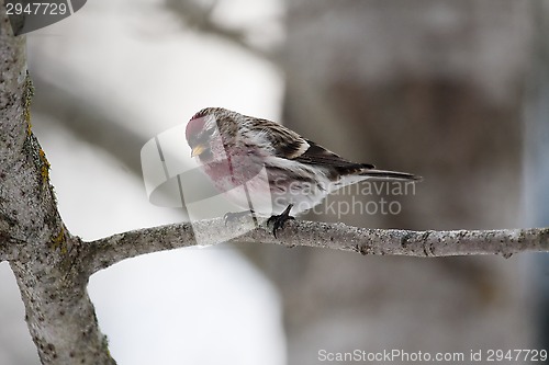 Image of common redpoll