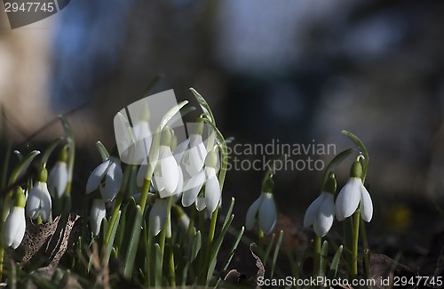 Image of snowdrops