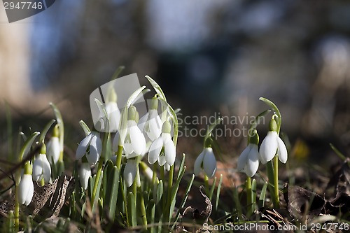 Image of snowdrops