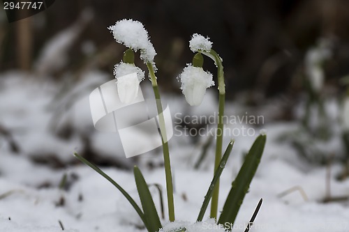 Image of snowdrops