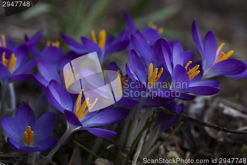 Image of blue crocus