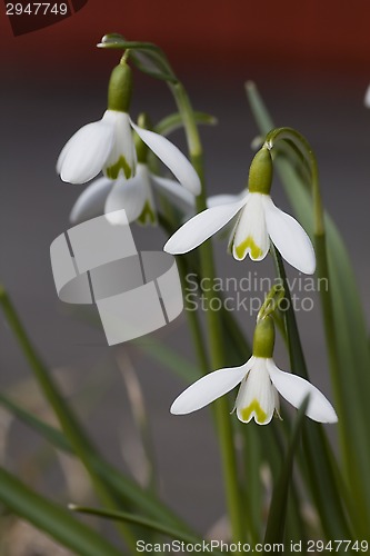 Image of snowdrops