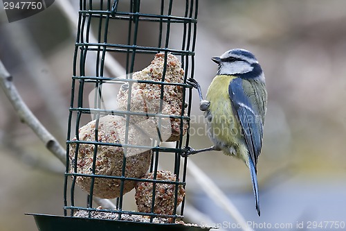 Image of blue tit with fatball