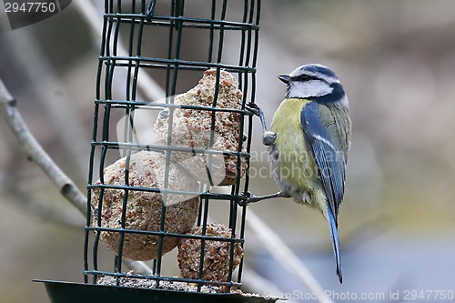 Image of blue tit with fatball