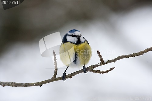 Image of blue tit