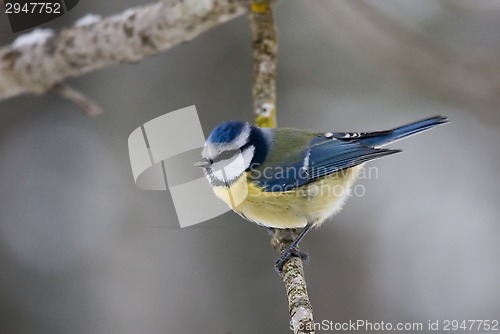 Image of blue tit