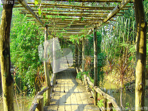 Image of Bridge in the jungle