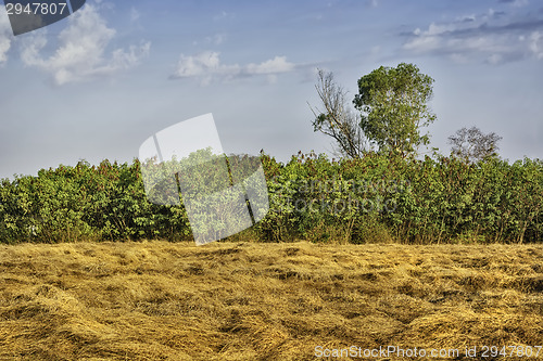 Image of Grass, Trees, Sky