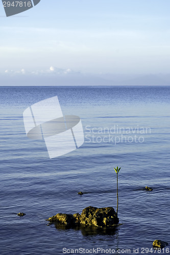 Image of Sea Mangrove Seedling