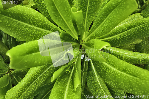 Image of Star-Shaped Plant