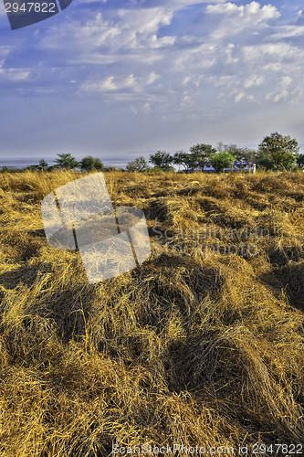 Image of Grass, Trees, Sky