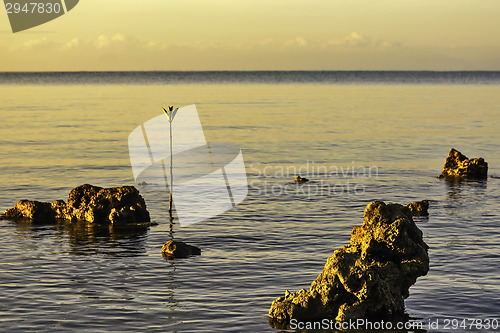 Image of Dead Coral