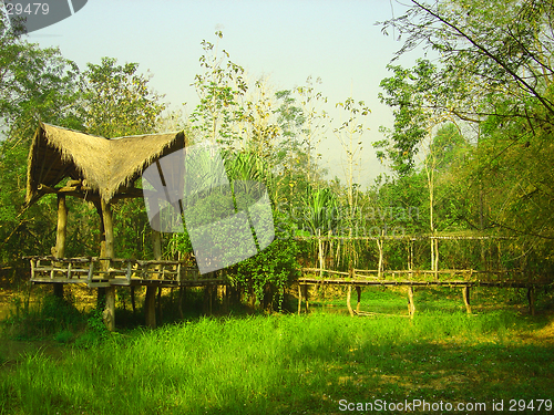 Image of Thai jungle