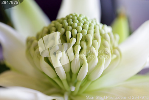 Image of Waratah - Wirrimbirra White