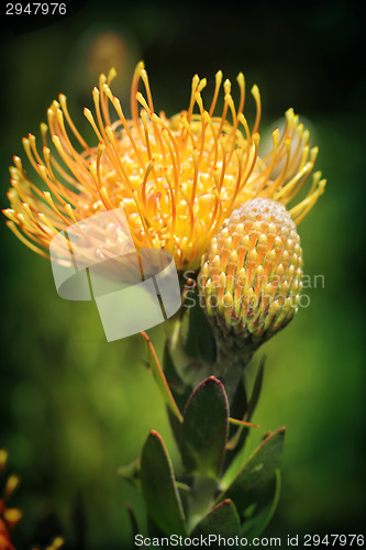 Image of Yellow Pincushion Protea in flower