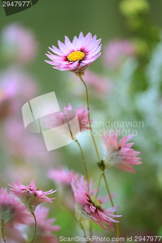 Image of Let your beautiful nature stand out from the crowd