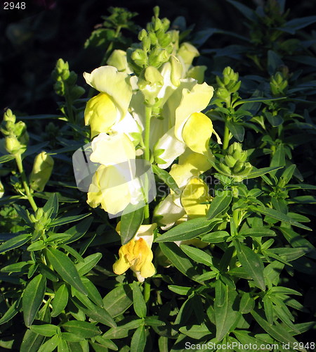 Image of Yellow in Green