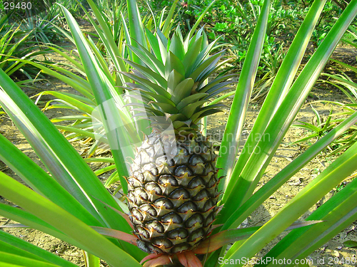 Image of Pineapple growing