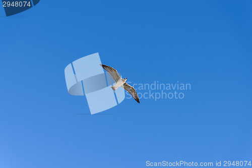 Image of Seagull in flight