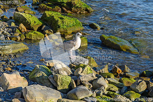 Image of Seagull 