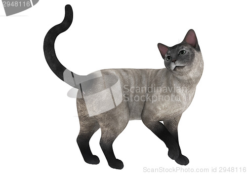 Image of Siamese Cat