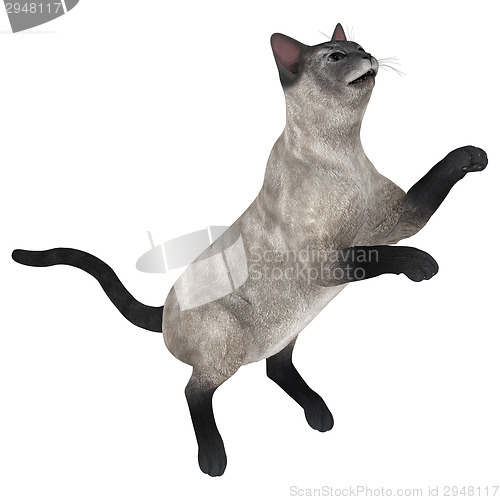 Image of Siamese Cat