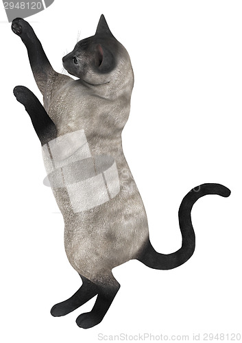 Image of Siamese Cat