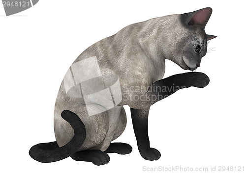 Image of Siamese Cat