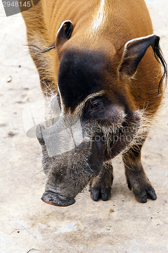 Image of Red river hog or bush pig