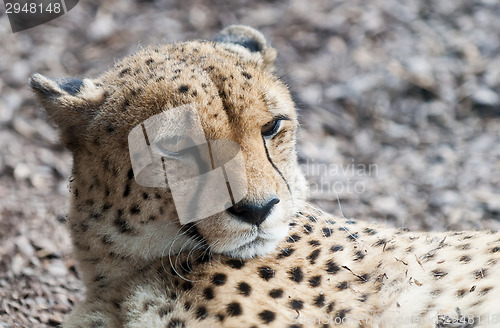 Image of Cheetah