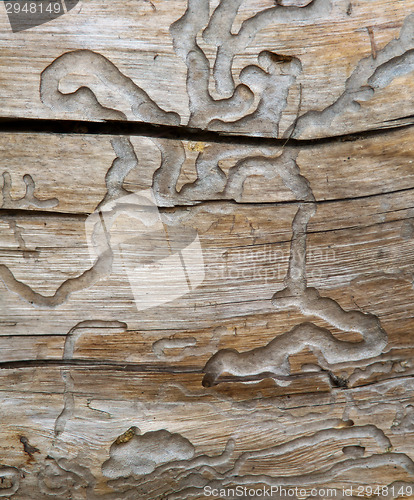 Image of Old and corroded tree trunk