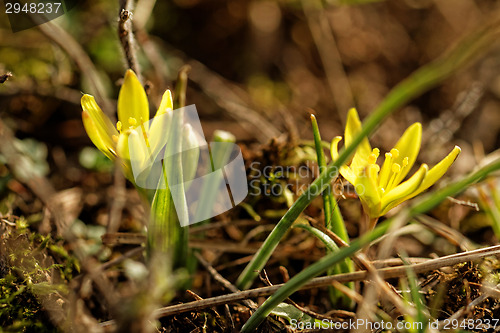 Image of Yellow flower