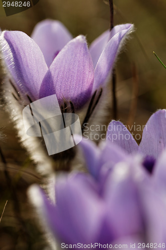 Image of Purple anemone