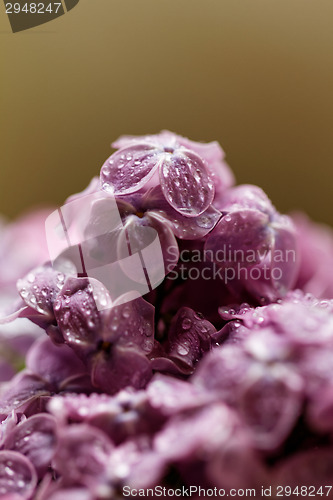 Image of Purple lilac