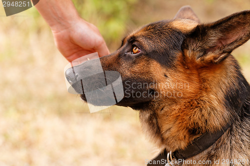 Image of German shepherd dog