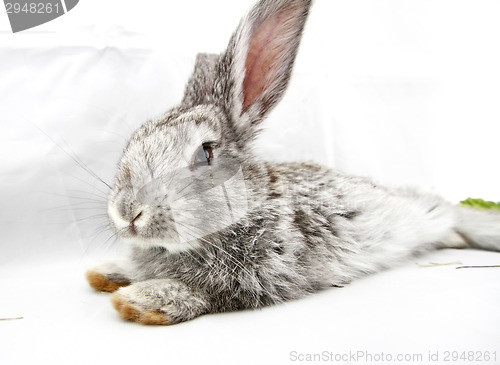 Image of Gray rabbit