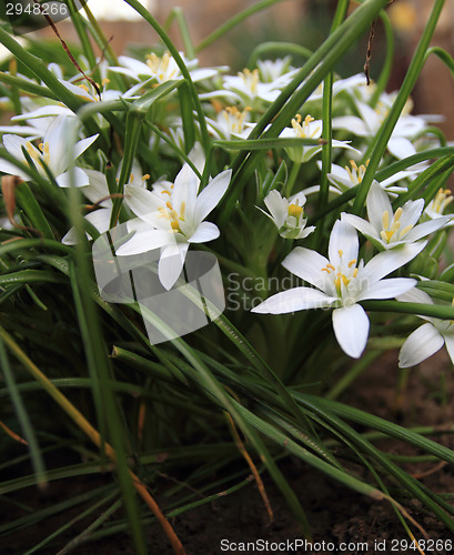 Image of White flower
